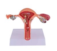 lmoikesz Female Simulation Womb Structure Biological Models Educational Teaching Aid Display Experiment School Laboratory