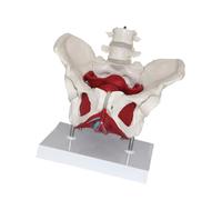 lmoikesz Sturdy Female Pelvis Model For Teaching Medical Concepts And Enhancing Patient Understanding Of Anatomy Life Size Human Female Pelvis Model Educational