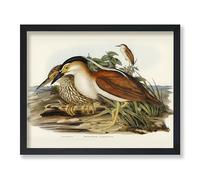 Lmovutcom Nankeen Night Heron Poster, Heron Canvas Print, Birds of Australia Art, Gift for Him, Her & Animal Lover, Decor for Dorm, Office, Living Room or Bedroom, Unframed Wall Art