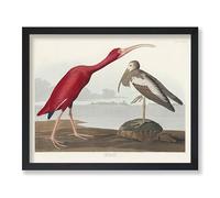 Lmovutcom Retro Scarlet Ibis Canvas Print,Vintage James Audubon Poster, Birds of America Art, Gift for Men, Women & Animal Lover, Decor for Dorm, Living Room or Bedroom, Unframed Wall Art