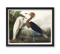 Lmovutcom Vintage James Audubon Poster, Retro Purple Heron Canvas Print, Birds of America Art, Gift for Men, Women & Animal Lover, Decor for Dorm, Living Room or Bedroom, Unframed Wall Art