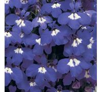Lobelia Erinus Midnight Blue 12 Mini Plug Plants Bedding Plants