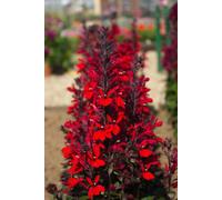 Lobelia Speciosa Queen Victoria 3 Plug Plants Cardinal Flower
