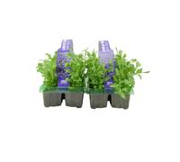 Lobelia Trailing Dark Blue 6 Pack x 2 - 12 Plants Vibrant Sapphire Blooms