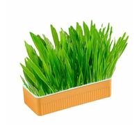 Loboo Idea Hydroponic Cat Grass Kit Soil Growing Catnip Cat Grass with Planter for Indoor Household