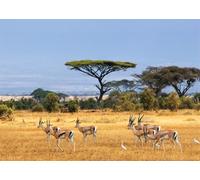 Loccor 10x6.5ft Fabric African Wild Animal Backdrop Kenya Gazelles National Park Tanzania African Landscape Photography Background African Safari Animal Birthday Kenya Party Decorations Photo Props