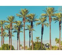 Loccor 8x6ft Fabric California Valley Palm Trees Backdrop Date Palms of Coachella Valley Mountains Blue Sky Tropical View Background Party Decorations Photo Booth Studio Props