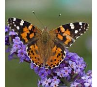 Lochinch Butterfly Bush Outdoor Shrub Plant Buddleja Garden Plants 2L Pot Plant Theory Green One Size