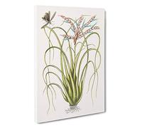 Locust Upon Wild Pine by Mark Catesby Canvas Print | Gallery Wrapped 30mm Frame Wall Art | 30x20 inches | Ready to Hang | Modern Picture | Living Room Bedroom Lounge Office