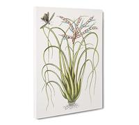 Locust Upon Wild Pine By Mark Catesby Canvas Print | Gallery Wrapped 30mm Frame Wall Art | 30x20 inches | Ready to Hang | Retro Picture | Living Room Bedroom Lounge Office