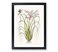 Locust Upon Wild Pine by Mark Catesby Framed Print | A2 Black Framed Wall Art | Ready to Hang | Modern Nature Picture | Living Room Bedroom Lounge Office