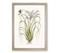 Locust Upon Wild Pine by Mark Catesby Framed Print | A2 Oak Framed Wall Art | Ready to Hang | Modern Nature Picture | Living Room Bedroom Lounge Office