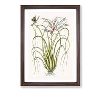Locust Upon Wild Pine by Mark Catesby Framed Print | A2 Walnut Framed Wall Art | Ready to Hang | Modern Nature Picture | Living Room Bedroom Lounge Office