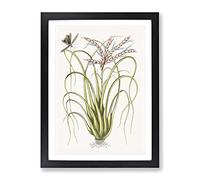 Locust Upon Wild Pine By Mark Catesby Vintage Framed Print | A2 Black Framed Wall Art | Ready to Hang | Classic Nature Picture | Living Room Bedroom Lounge Office