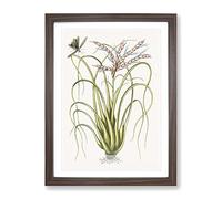 Locust Upon Wild Pine By Mark Catesby Vintage Framed Print | A3 Walnut Framed Wall Art | Ready to Hang | Classic Nature Picture | Living Room Bedroom Lounge Office