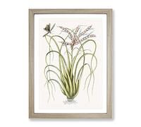 Locust Upon Wild Pine By Mark Catesby Vintage Framed Print | A4 Oak Framed Wall Art | Ready to Hang | Classic Nature Picture | Living Room Bedroom Lounge Office