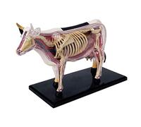 Lodokdre Animal Anatomy Model 4D Cow Intelligence Assembling Toy Teaching Anatomy Model DIY Appliances
