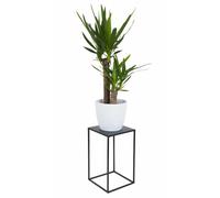 Loft 40cm Metal Plant Stand - Black
