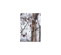 Lois Rose Fine Art & Photography Redpoll Bird In Winter Birch Tree 7"x5" Photography Greetings Card - Pack of 5