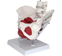 LoiYtrd Human Anatomy Models Female Pelvic Skeleton Model Movable Life-size Female Pelvic Model With Coloured Pelvic Floor Muscles Movable organ mannequins