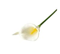 LOKLNEYK Mini Calla Lily Artificial Flowers, 10 Pack, Wedding Bouquet (11 Colors, Home Decor And Photography Props, Suitable For Living Room/Bedroom, Etc.)(Milky white)