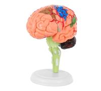 LOLIPPYY Anatomical Human Brain Model with Blood Vessel Structure PVC Material Medical Teaching Tool for Schools Hospitals and Laboratories with Support Base