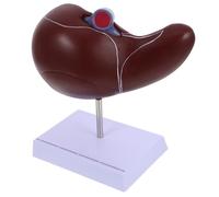 LOLIPPYY Anatomical Human Liver Model with Base for Medical Teaching Detailed Organ Display for Physiology and Anatomy Education in Schools and Nursing Programs