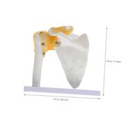 LOLIPPYY Articulatio Humeri Shoulder Joint Model with Ligament PVC Bone Medical Skeleton Teaching Tool for Hospital Education and Professional Anatomy Study