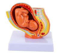 LOLIPPYY Realistic Female Uterus Embryo Display Model for Teaching Full-term Fetal Development Detailed Anatomy for Medical and Nursing Education Use Physiology Visual Aid