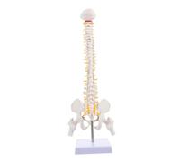 LOLIPPYY Spine Anatomy Model with Pelvis and Sacrum Detailed Vertebral Column Including Nerve Roots Intervertebral Discs and Herniated Lumbar Disc Medical Teaching Tool for Doctors and