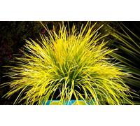 Thompson & Morgan Lomandra longifolia Miners Gold 9cm Pot x1