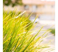 Lomandra longifolia 'Miner's Gold' 9cm (PRE ORDER MARCH 2025)