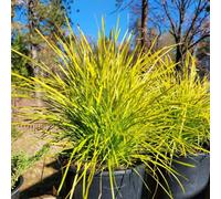 Lomandra Miners Gold Golden Foliage Drought-Resistant Low-Maintenance 1X Or 3X 9Cm Pots Thompson & Morgan