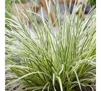 Lomandra White Sands Hardy Evergreen Perennial Outdoor Garden Plant in 9cm Pot