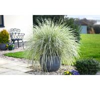 Lomandra White Sands or Imperata (grass) Red Baron Plants:Imperata (Grass) Red Baron 9cm Pot /Three