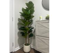 London Boutique 5Ft 150Cm Artificial Fiddle Leaf Fig Tree With White Pot & Moss