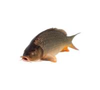 London Grocery Carp XXL, 75 kg Total, Pack of 5, UK Origin, Mild Freshwater Fish for Grilling, Baking and Pan-Searing