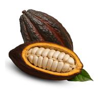 Fresh Cacao Exotic Fruit from St Lucia | Cacao Pod/Chocolate Fruit | 1kg