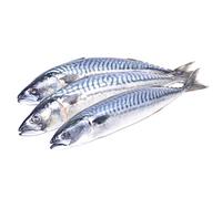 London Grocery Fresh Mackerel Fish 1kg