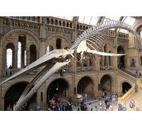 London Natural History Museum Private Walking Tour