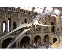 London: Private Natural History Museum tour with expert guide