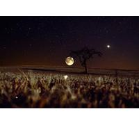 Lone Tree at Night-500-Piece Puzzle: Creative and Unique Gifts for Home Wall Decoration 14 years+