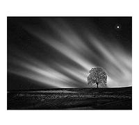 Lone Tree Landscape Aurora Black White Wall Art Print