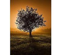 Lone Tree Sunset Photo Art Print Canvas Premium Wall Decor Poster
