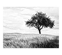 Lone Tree Wheat Field Black White Large Art Print Poster Wall Decor 18x24 inch