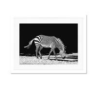 Lone Zebra Black And White Large Art Print Poster Wall Decor 18x24 inch Supplied Ready To Hang With Included Mount Brackets