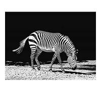 Lone Zebra BW Canvas Wall Art Print