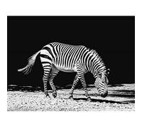 Lone Zebra BW Large Art Print Poster Wall Decor 18x24 inch