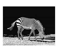 Lone Zebra BW Wall Art Print
