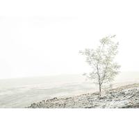 Lonely Tree-1500-Piece Puzzle Game for Adults: DIY Skill Game, Colorful Puzzle Game (14 years+)